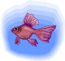 animali/pesce/pesci_377.jpg