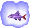 animali/pesce/pesci_385.jpg