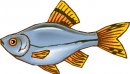 animali/pesce/pesci_419.jpg