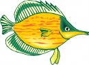 animali/pesce/pesci_435.jpg