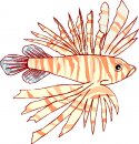 animali/pesce/pesci_437.jpg