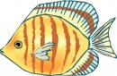 animali/pesce/pesci_439.jpg