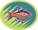 animali/pesce/pesci_492.jpg