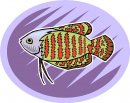 animali/pesce/pesci_509.jpg