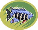 animali/pesce/pesci_525.jpg