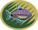 animali/pesce/pesci_557.jpg