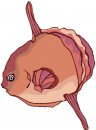 animali/pesce/pesci_671.jpg