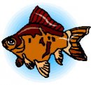 animali/pesce/pesci_82.jpg