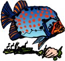 animali/pesce/pesci_87.jpg