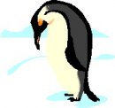animali/pinguino/pinguini_02.jpg