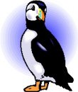 animali/pinguino/pinguini_10.jpg