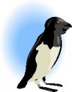 animali/pinguino/pinguini_20.jpg