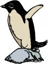 animali/pinguino/pinguini_25.jpg