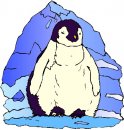 animali/pinguino/pinguini_32.jpg