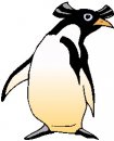 animali/pinguino/pinguini_35.jpg