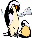animali/pinguino/pinguini_64.jpg