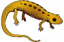 animali/salamandra/salamandra_03.jpg