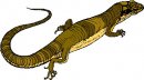 animali/salamandra/salamandra_05.jpg