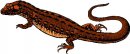 animali/salamandra/salamandra_06.jpg