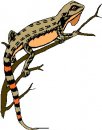 animali/salamandra/salamandra_10.jpg