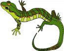 animali/salamandra/salamandra_12.jpg