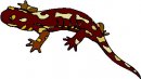 animali/salamandra/salamandra_15.jpg