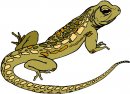 animali/salamandra/salamandra_22.jpg