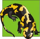 animali/salamandra/salamandra_24.jpg