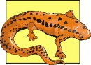 animali/salamandra/salamandra_28.jpg