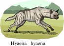 animali/savana/animali_savana_55.jpg