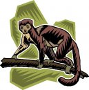 animali/scimmia/scimmie_89.jpg