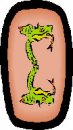 animali/serpente/serpenti_08.jpg