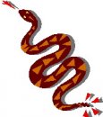 animali/serpente/serpenti_13.jpg