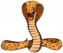 animali/serpente/serpenti_178.jpg