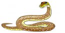 animali/serpente/serpenti_186.jpg