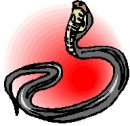 animali/serpente/serpenti_55.jpg
