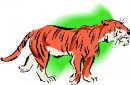 animali/tigre/tigre_111.jpg