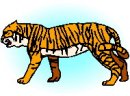 animali/tigre/tigre_116.jpg