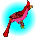 animali/uccelli/uccelli_14.jpg
