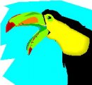 animali/uccelli_tropicali/uccelli_tropicali05.jpg