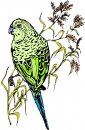 animali/uccelli_tropicali/uccelli_tropicali73.jpg