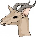 animali/vari/clipart_animali_vari_11.jpg