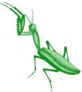 animali/vari/clipart_animali_vari_225.jpg