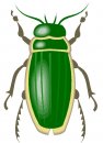 animali/vari/clipart_animali_vari_262.jpg