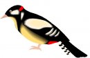 animali/vari/clipart_animali_vari_265.jpg