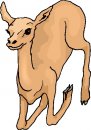 animali/vari/clipart_animali_vari_42.jpg