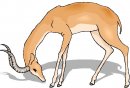 animali/vari/clipart_animali_vari_45.jpg