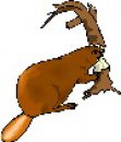 animali/vari/clipart_animali_vari_47.jpg