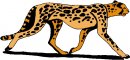 animali/vari_felini/clipart_felini_vari_70.jpg