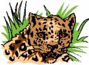 animali/vari_felini/clipart_felini_vari_78.jpg